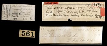 Media type: image;   Invertebrate Zoology OPH-2687 Aspect: labels